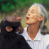 G Adventures’ Jane Goodall Collection just added five additional itineraries.