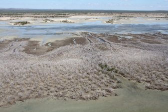Thousands of hectares of mangrove trees died in the Gulf of Carpentaria in the same heatwave that caused the 2016 Great Barrier Reef bleaching.