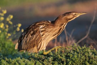 The shy Australasian bittern is found in 30 towns and cities and yet its numbers may be down to just the hundreds.