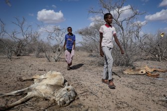The children of herders walk past cattle carcasses in the desert near Dertu, Wajir County, Kenya.
