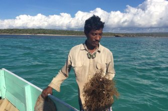 Petani rumput laut di Pulau Rote Nicodemus Maniva dengan hasil panennya.  Para petani rumput laut mengatakan tumpahan Montara menghancurkan mata pencaharian mereka.