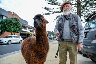 One Nation candidate Ludo Mineur, walking his alpaca Pedro through the streets of Burnie, says neither Prime Minister Scott Morrison nor Labor’s Anthony Albanese speak to his concerns any more.