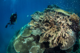 The government is investigating new ways to help the reef, such as cooling and shading during heatwaves, moving corals to cooler waters, and assisting corals to evolve more rapidly to their changing environment,.