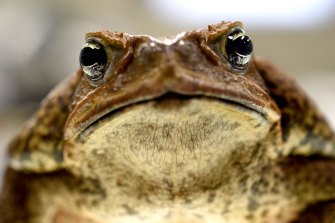 Cane toads were introduced into Australia to control beetles in sugar cane crops.