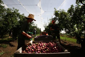 Fruit and vegetable growers are warning of price rises because of labour shortages.