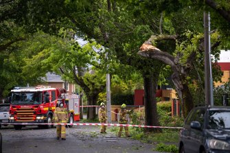 This fallen tree in Box Hill led to power outages.