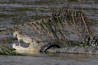 A crocodile trapped inside a rubber tyre has been freed.