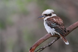 There are fewer birds and the sound of the kookaburras laughing at us in the early morning has gone.