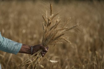 An unusually early, record-shattering heat wave in India has reduced wheat yields, adding to the pressure on food prices. 