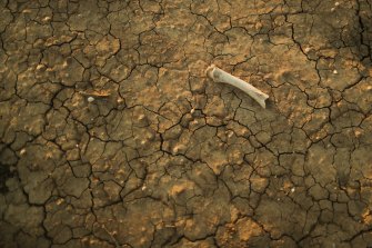 A bone on cracked earth at a property near Walgett, NSW, which has been affected by years of drought. 