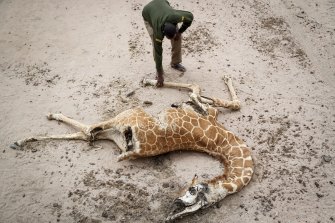 Mohamed Mohamud, a ranger from the Sabuli Wildlife Conservancy, looks at the carcass of a giraffe that died of hunger near Matana Village, Wajir County, Kenya.