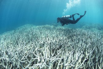 The Great Barrier Reef Marine Park Authority is concerned that an outbreak of bleaching in the far north may become a large event in coming weeks. (This image is from the Heron Island during the 2016 bleaching event.)