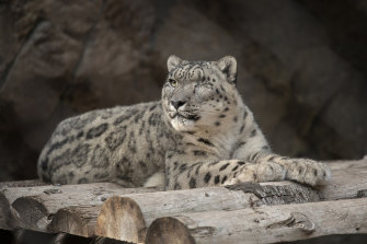 Ramil, a male snow leopard at the San Diego Zoo, tested positive  coronavirus in July. A zoo in Nebraska announced the deaths of three snow leopards from COVID-19 complications.