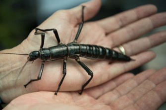 An example of the Lord Howe Island phasmid, the famed giant stick insect, once feared to have been driven to extinction by rodents.