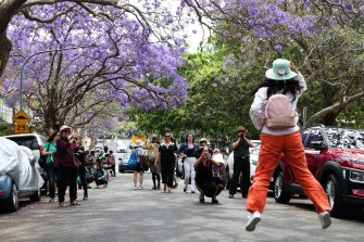 There are tours of our stands of violet jacarandas now, with Instagrammers causing traffic jams in one particularly photogenic street in Kirribilli.