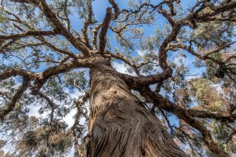 Fight Over Sacred Trees On Western Highway Cost 60m Watchdog Says