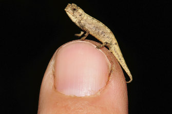 The chameleon contender for the title of world’s smallest reptile.