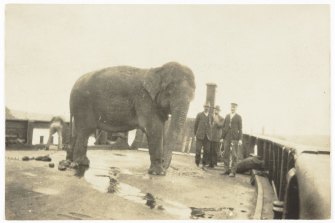 Jessie the elephant en route to Taronga Zoo in 1916.