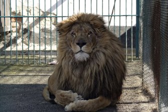 Simba, Radauti, Romenia'daki bir hayvanat bahçesinde bir hücrede oturuyor.  Mart ayında ayrı bir operasyonla Ukrayna'daki bir hayvanat bahçesinden aslan ve Akyla isimli kurt tahliye edildi.