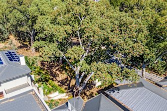The owner of a dying tree has licence to suspect all neighbours.