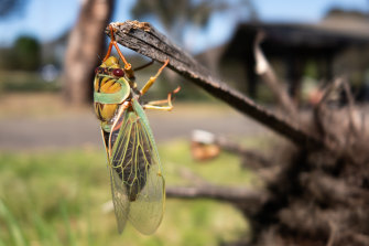 A Masked Devil cicada breaks out.