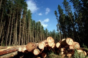 The Prime Minister is launching a new fund to grow the timber industry. 