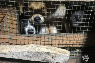 The Dog Meat-Free Indonesia coalition has uncovered the brutal actions of dog meat traders in Solo, Central Java.
