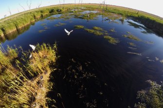 The Macquarie Marshes during a big flood and bird breeding event in 2016.
