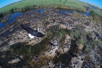 A weir at Gin Gin could hold back water that otherwise would have made it to the Macquarie Marshes - one of Australia's most important wetlands.