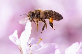 The Almond Board of Australia said the bee kill was a one off.