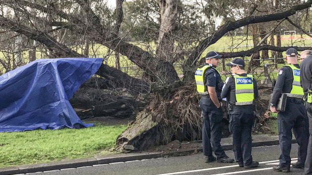 The tree that fell in Princes Park, killing a woman.