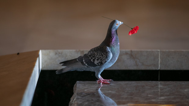 The pigeon stole poppies from the Tomb of the Unknown Soldier to make its new home.