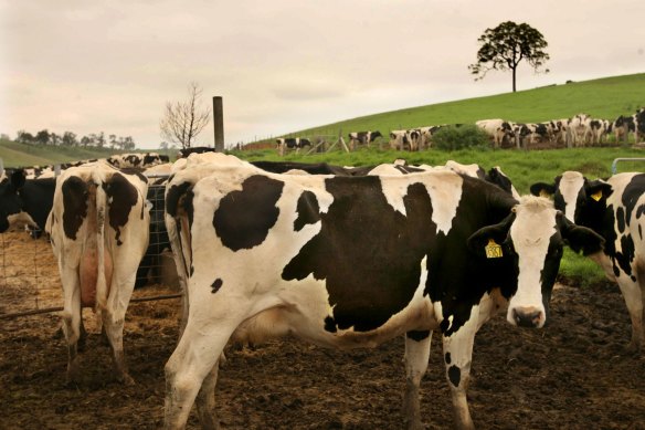 The Albanese government has launched a controversial reform, which will result in a sector wide plan for agriculture to cut its greenhouse emissions, which are mostly generated by methane-laden burps from livestock. 