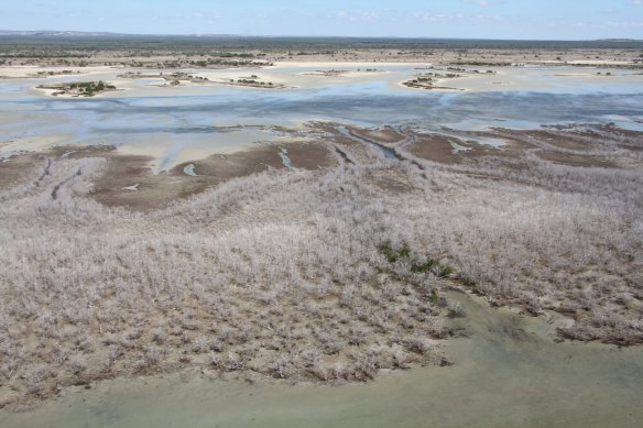 Thousands of hectares of mangrove trees died in the Gulf of Carpentaria in the same heatwave that caused the 2016 Great Barrier Reef bleaching.