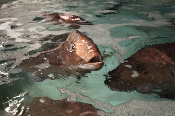 A fully grown specimen of the pink snapper, one of WA's most fished species. 