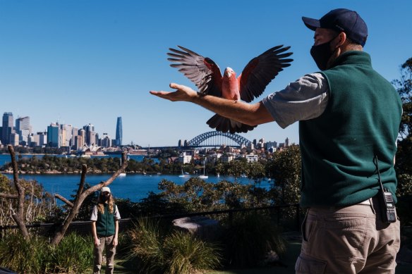 Bird keepers Jaqueline King and Brendan Host with Jasper the galah earlier this year with Sydney Harbour in the background, a far cry from 1916 when animals were moved from Moore Park to Taronga without using the Sydney Harbour Bridge, which opened 16 years later.