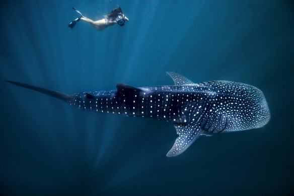 Whale sharks are more than seven metres long. Fortunately they have no teeth.