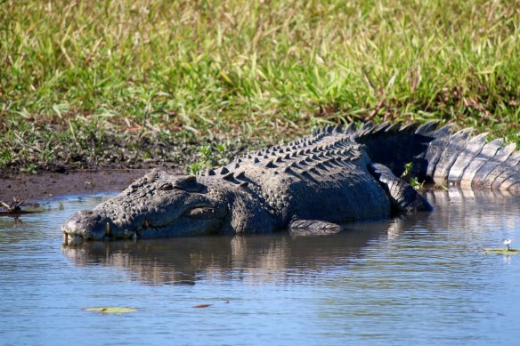 A crocodile in Kakadu attacked the child.