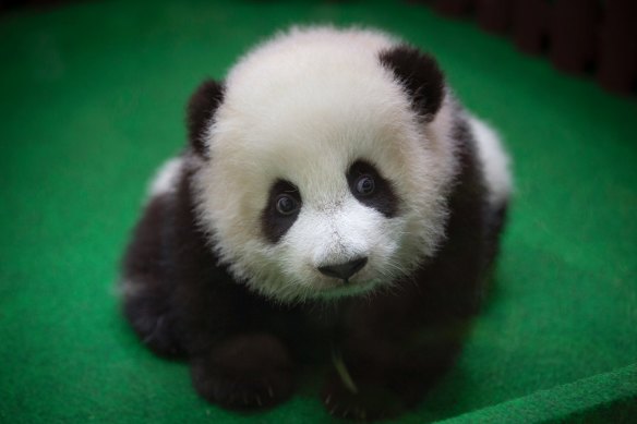 A baby panda