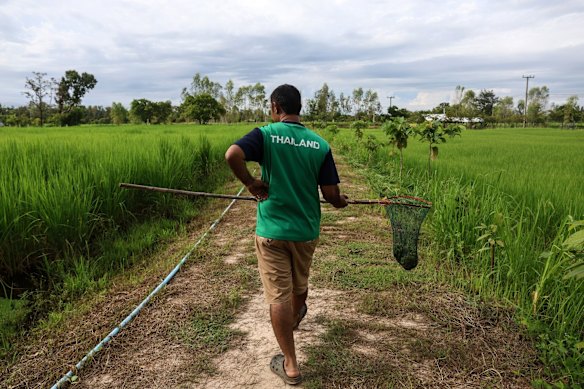 Un agricoltore tailandese distribuisce il fertilizzante nella sua risaia utilizzando una rete da pesca.