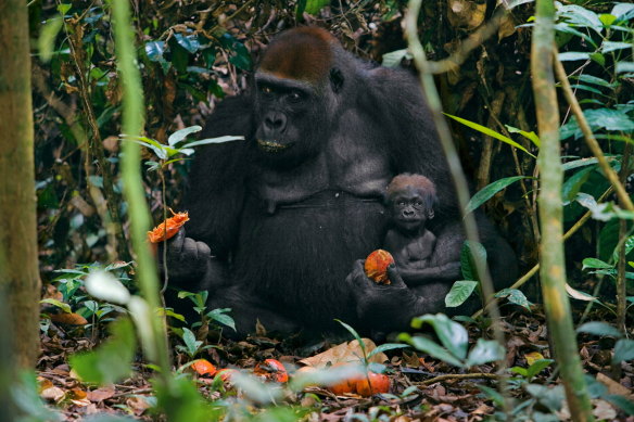Gorillas in Congo’s forests are naturally infected with different parasites which cause malaria.