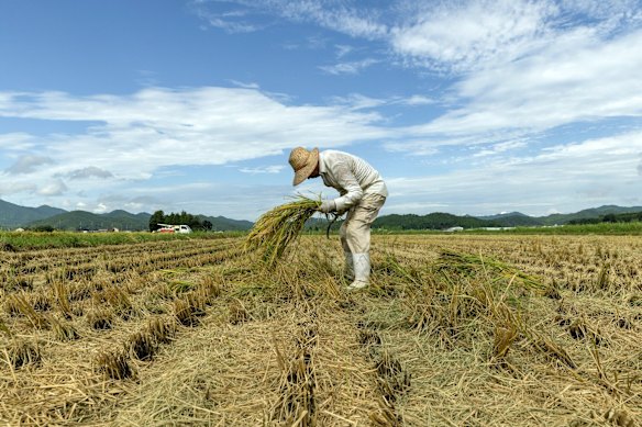 A farmer harvests rice in a paddy field in Tambasasayama, Hyogo Prefecture, Japan.