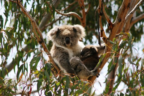 A Koala at Phillip Island. 