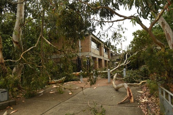 Trees collapse near Davidson High School in Frenchs Forest.