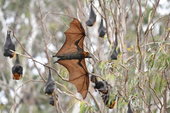 Flying foxes at Yarra Bend Park during the day. 