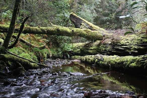 Stanley is the gateway to the vast wilderness of the Tarkine forest.