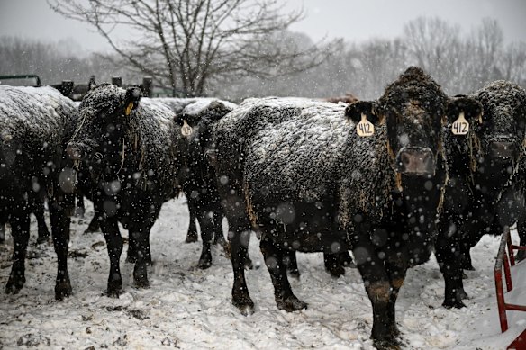 ケンタッキー州シンシアナの農場で雪に覆われた牛。