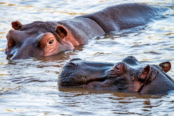 Hippos, semi-submerged in the Zambezi River.