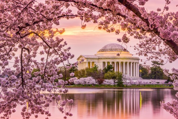 华盛顿的樱花树是日本的礼物。