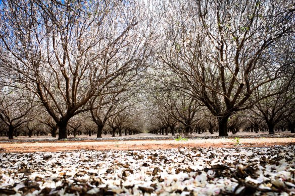 A Canadian pension fund has snapped up 12,000 hectares of almond orchards and forked out $490m for water rights.